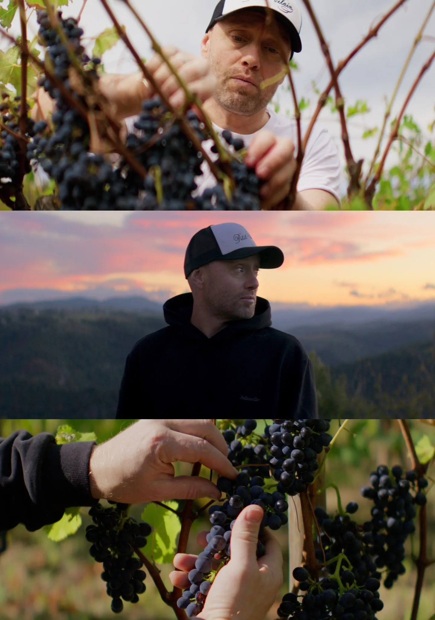 Tre bilder av Axel Hennie som plukker vindruer